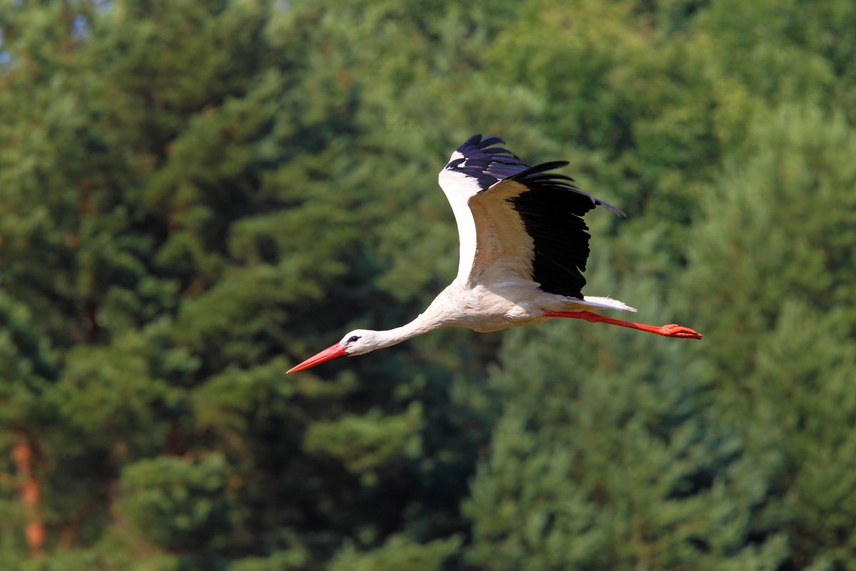 White stork flying