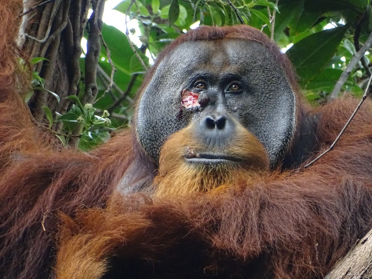 Orang utan with a wound next to his eye