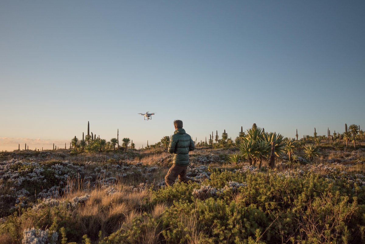 Forscher landet Drohne auf einem Feld mit wenigen Büschen