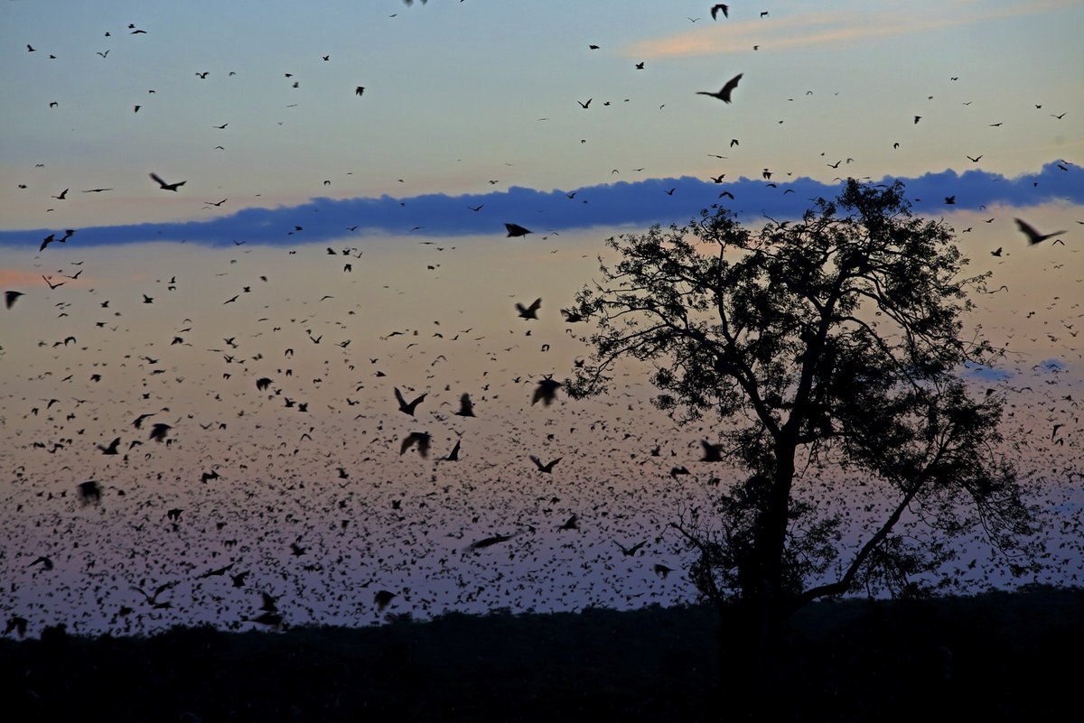 Several hundred fruit bats flying at sunset. A tree in the right handside.