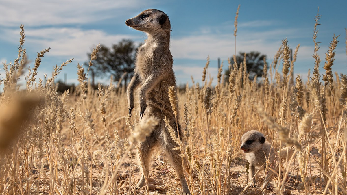 Two meerkats in a field