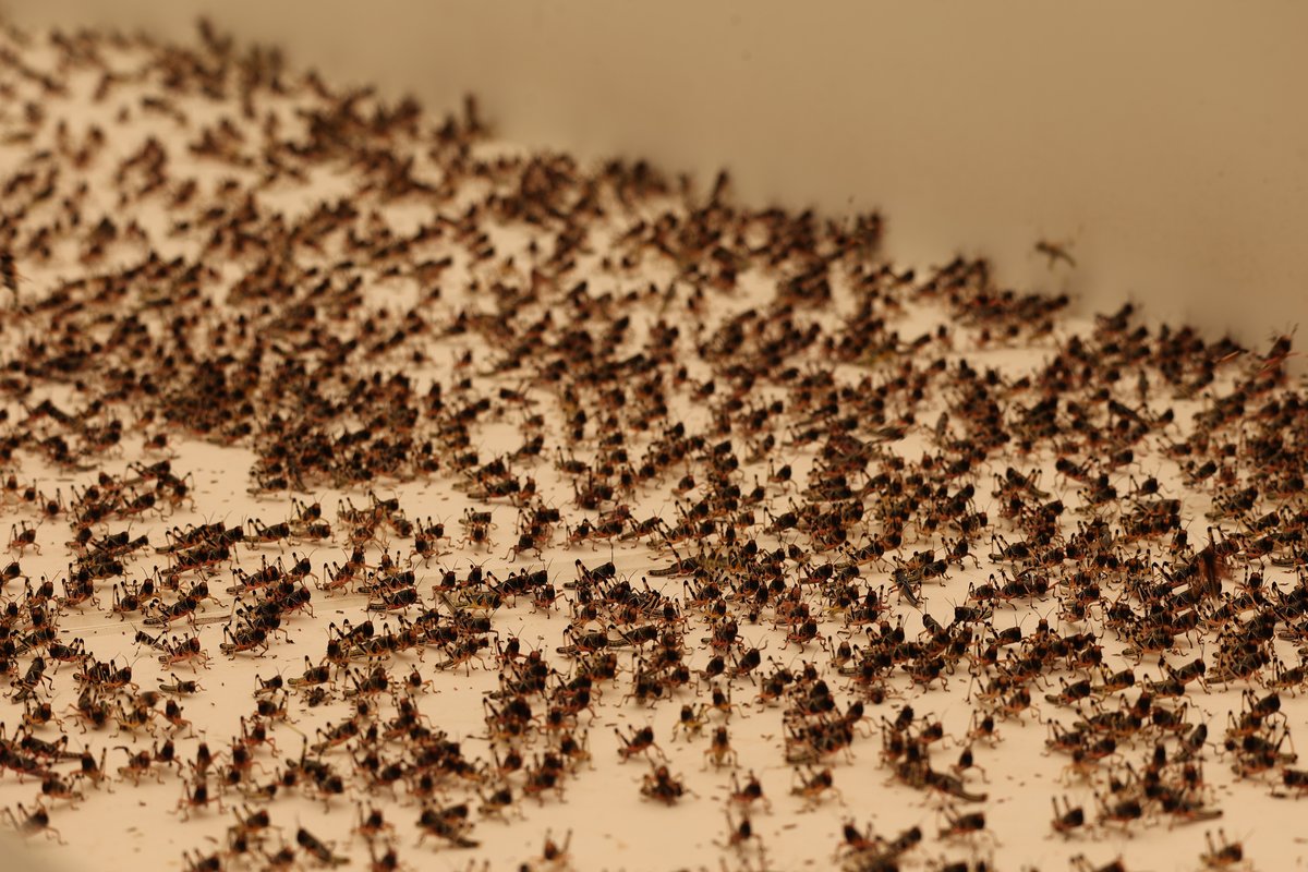 Several hundred locust in an arena