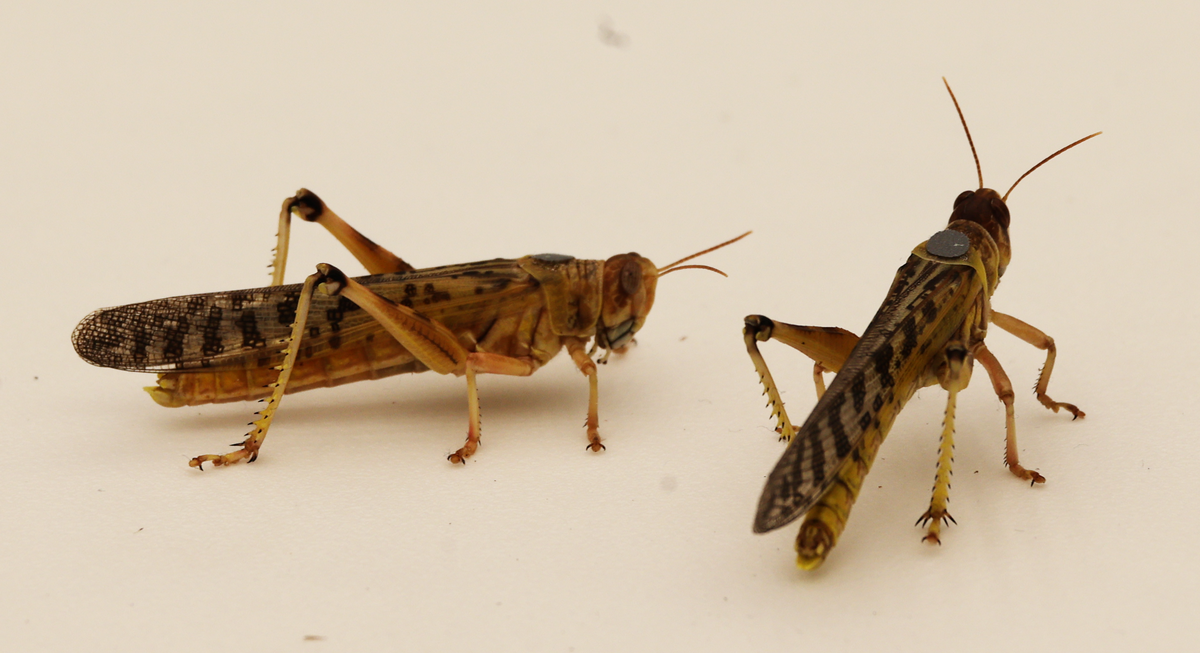 Two adult locusts