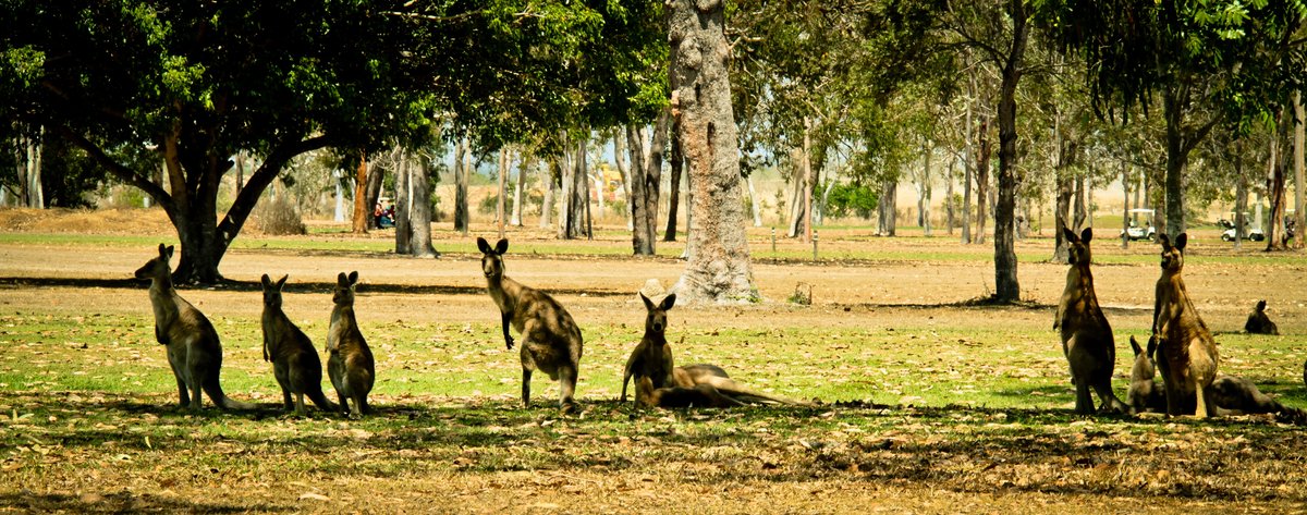 Kangaroos in a meadow