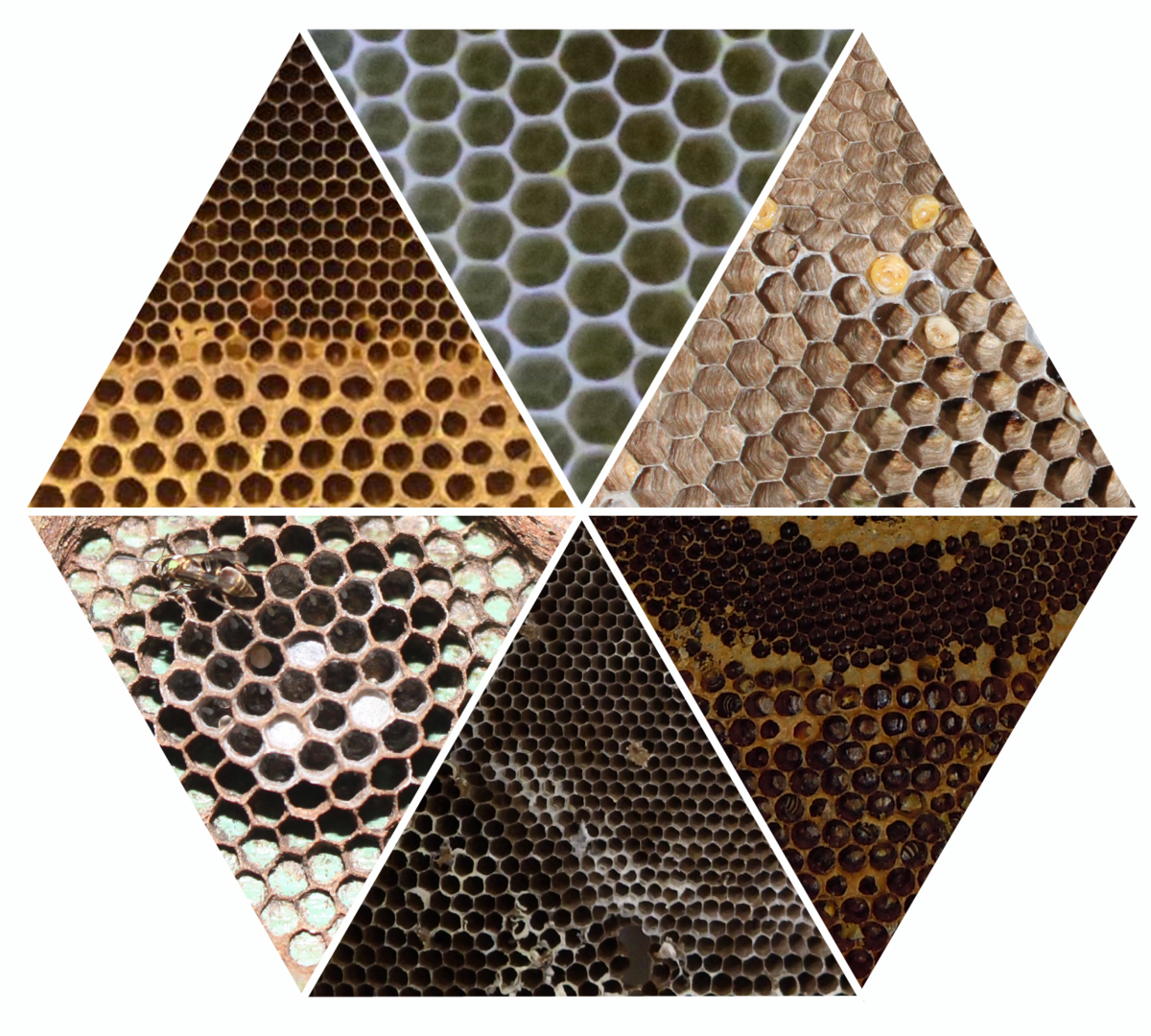 A diagram of six different honeycomb patterns. These illustrate the structural differences and similarities between the honeycombs of honeybees and wasps.