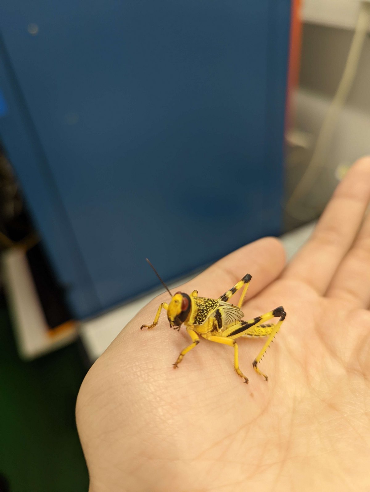 A locust on a hand