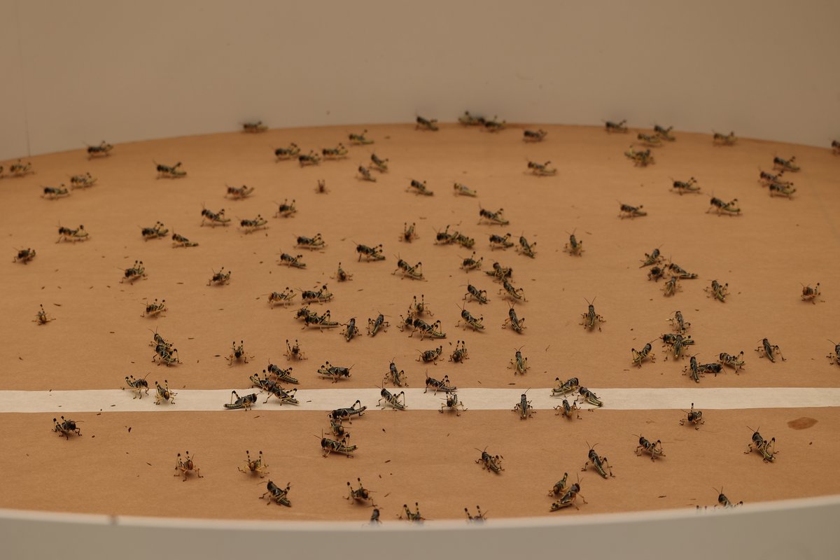 Several hundred locusts in a big round arena