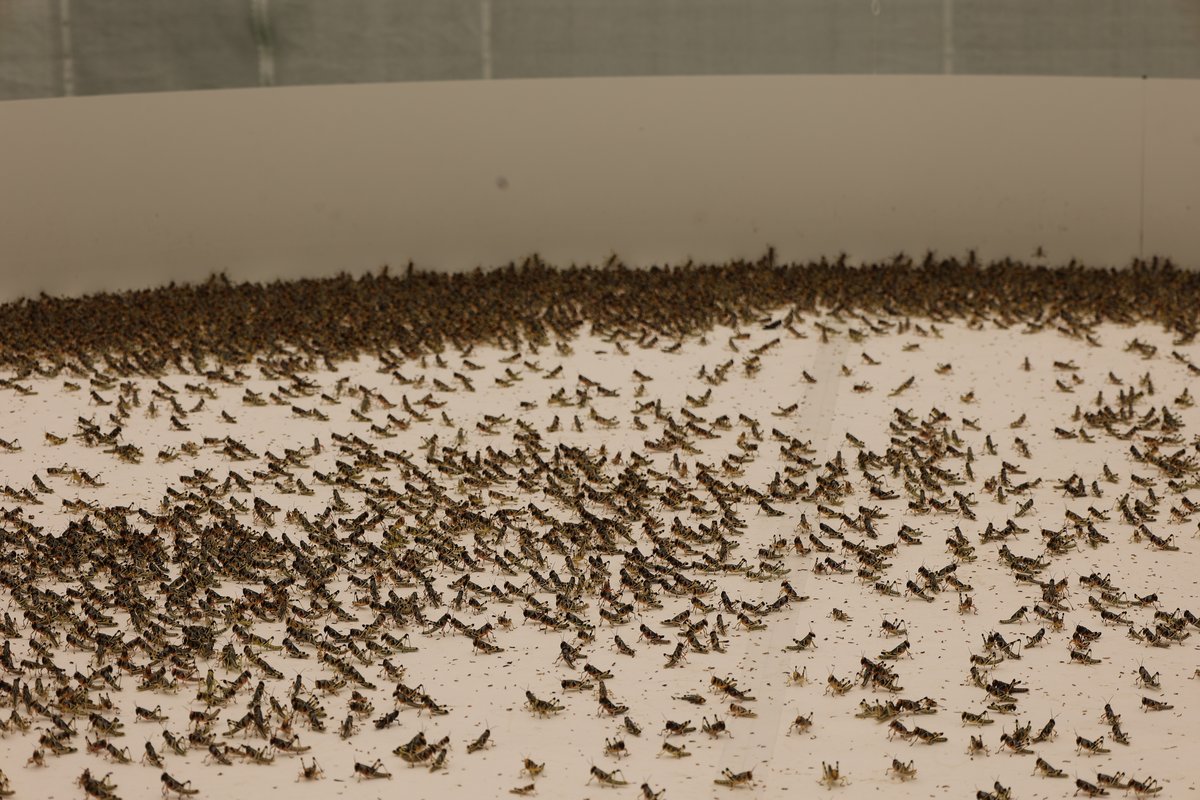 Several thousands locusts in an arena