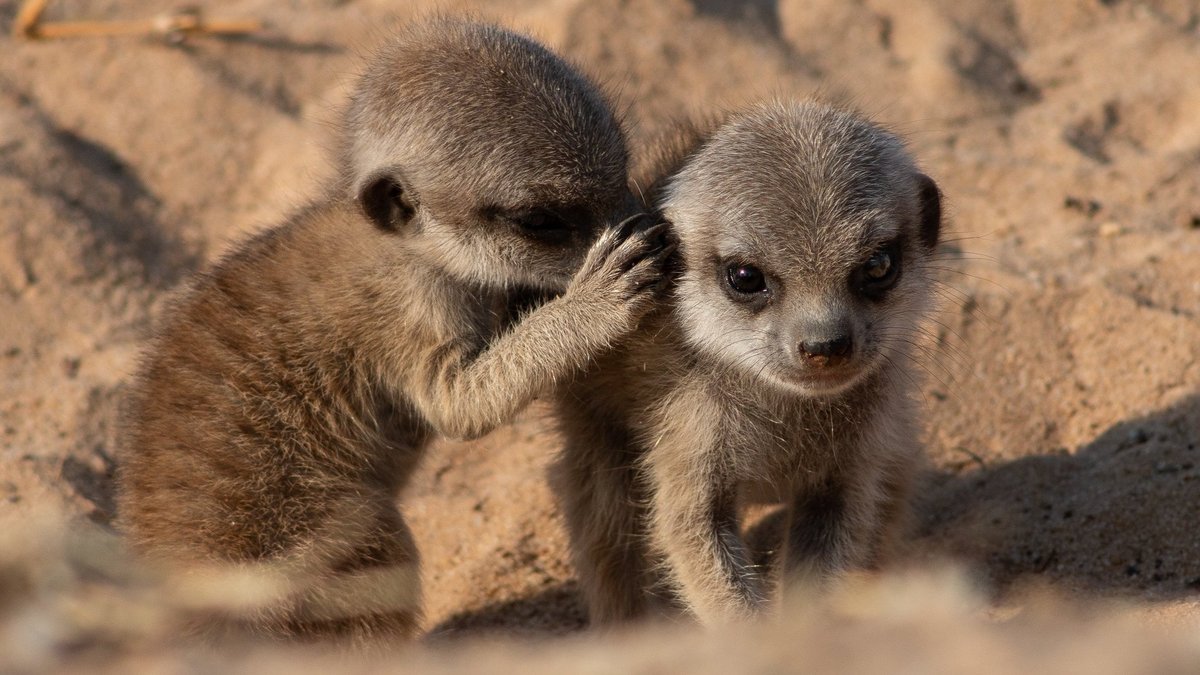 Two meerkat pups
