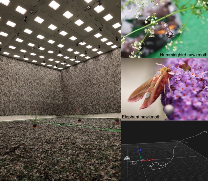 Collage with photos from hawkmoths, the experimental set up in the Imaging Hangar and data