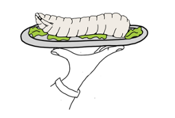 A drawing of a drosophila larva hold in a hand